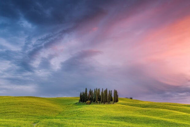A cluster of cypress trees surrounded by green fields under a colorful sky at sunset
