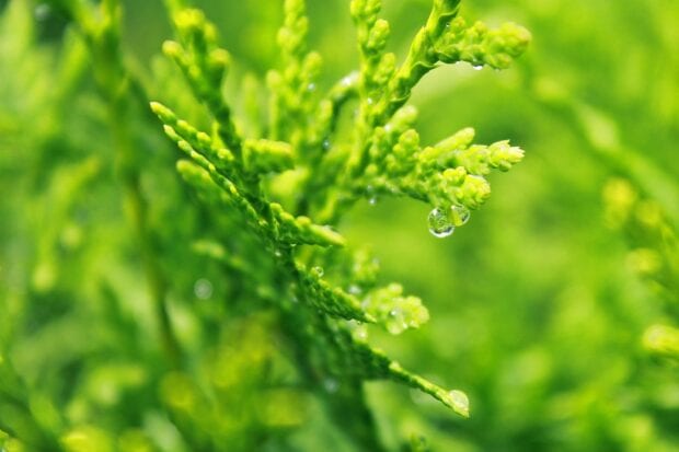 Close up of cypress tree branches with water droplets in vibrant green color
