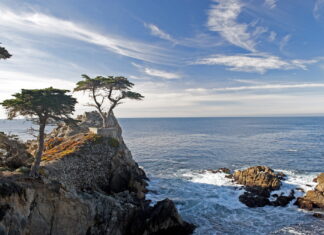 Lone cypress tree standing on rocky coast under blue sky