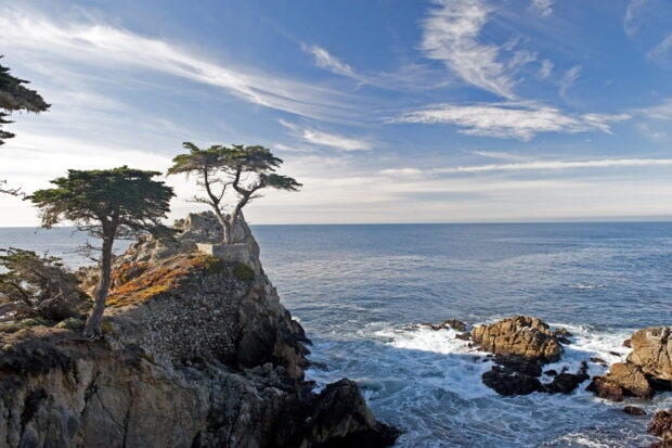 Lone cypress tree standing on rocky coast under blue sky