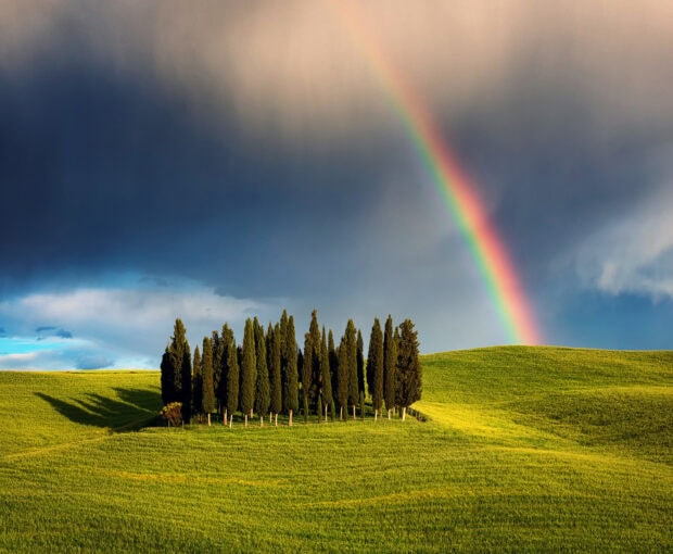 A group of cypress trees standing on a green hill under a vibrant rainbow