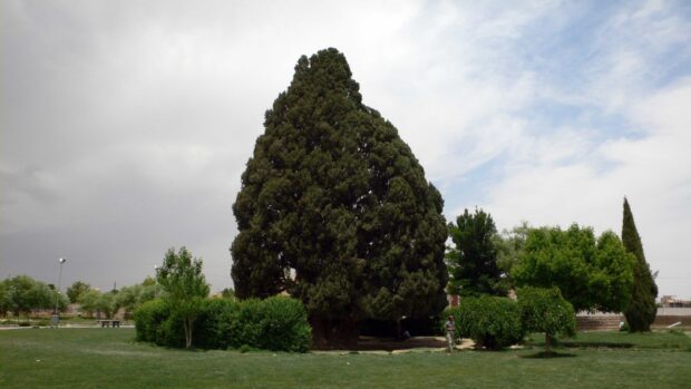 A large cypress tree surrounded by smaller trees in a green park