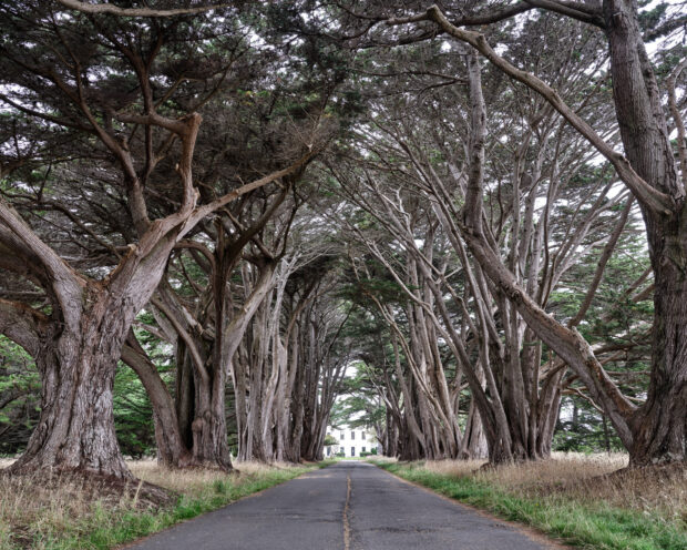A peaceful pathway lined with tall cypress trees leading to a distant white building