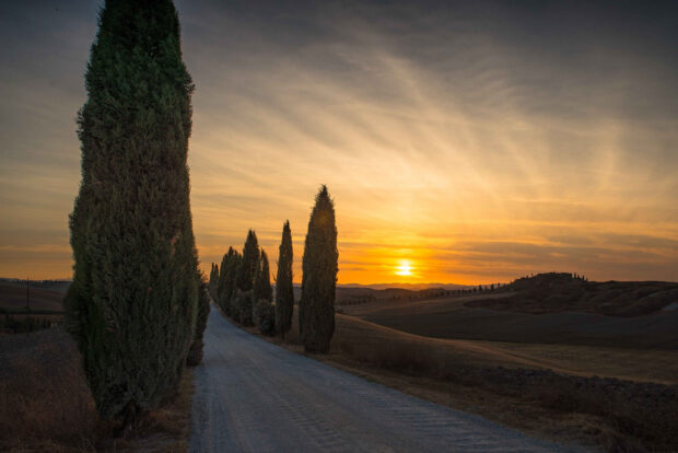 A row of cypress trees lining a country road during sunset in the countryside