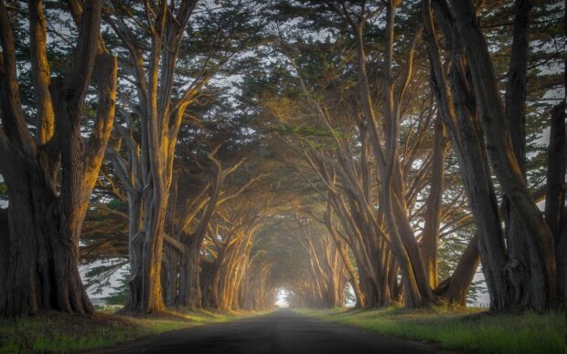 A peaceful avenue lined with tall cypress trees illuminated by soft golden light