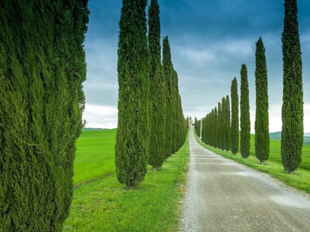 A scenic path lined with tall cypress trees and green grass under a cloudy sky