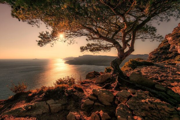 A scenic view of a cypress tree on a rocky cliff overlooking the ocean at sunset