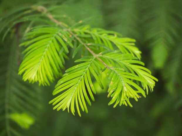 Close up of bright green cypress tree leaves in natural light