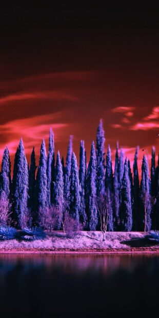 Tall cypress tree forest with vibrant colors under a dramatic red sky