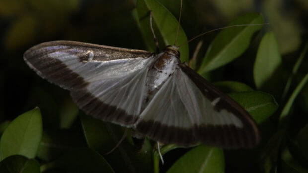 A dark brown and white moth rests on green leaves in this natural scene, 4K Desktop Wallpaper