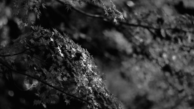A dark maple tree branch shows detailed leaves in black and white photography, 4K Desktop Wallpaper