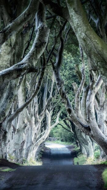 A winding road through dense trees in Northern Ireland wallpapers, HD Phone Wallpaper