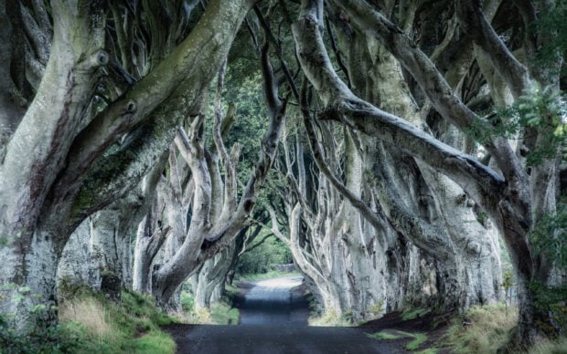 A dark tree tunnel features intertwined branches and lush greenery in Northern Ireland, 2K Desktop Wallpaper