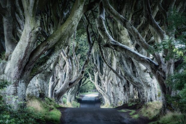 A narrow road lined with dark twisted trees creates a mysterious path in Northen Ireland wallpapers, HD Desktop Wallpaper