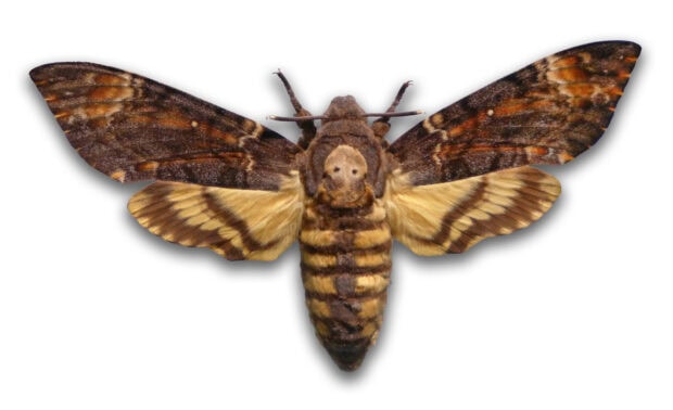 A close up of a death's head moth displaying brown and yellow wings in moth wallpapers, HD Desktop Wallpaper