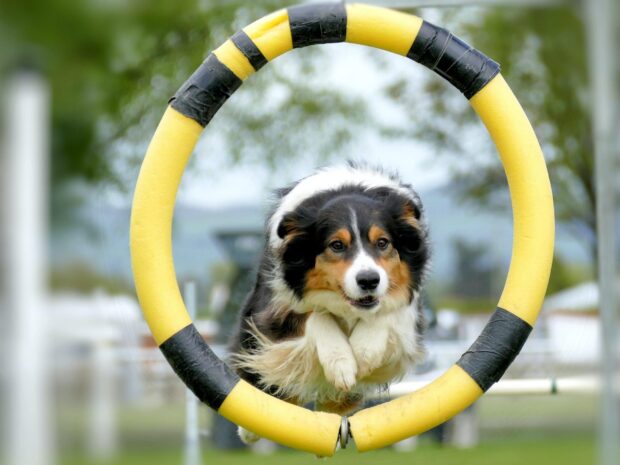 A dog is jumping through a yellow and black agility hoop during a sports event, HD Desktop Wallpaper