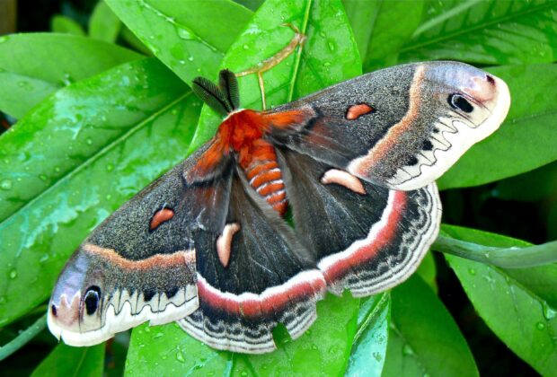A moth with detailed wing patterns rests on wet green leaves after rain, 2K Desktop Wallpaper