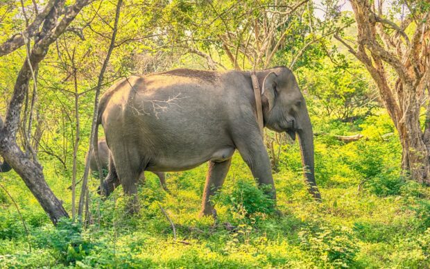 An elephant walks through the dense green forest in Sri Lanka, 2K Desktop Wallpaper