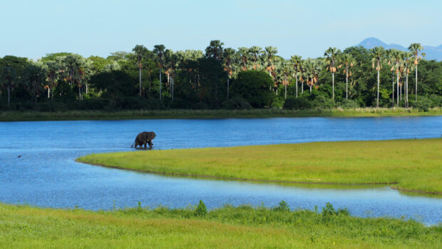 An elephant is walking in a river surrounded by lush green trees in Malawi, HD Desktop Wallpaper