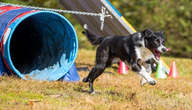 A black and white dog is running through an agility tunnel during dog sports, 2K Desktop Wallpaper