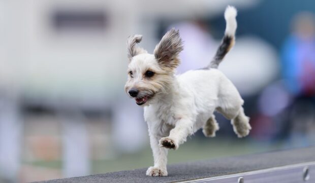 A white dog runs confidently on a track during a dog sports event, HD Desktop Wallpaper