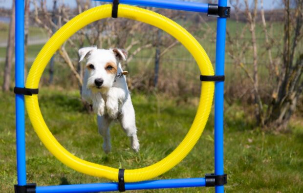 A dog is focused as it jumps through a yellow hoop during a sports training session, HD Desktop Wallpaper