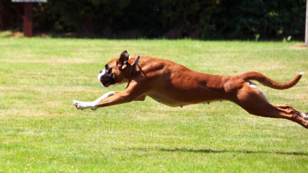 A boxer dog is leaping through the air during a dog sports event, HD Desktop Wallpaper