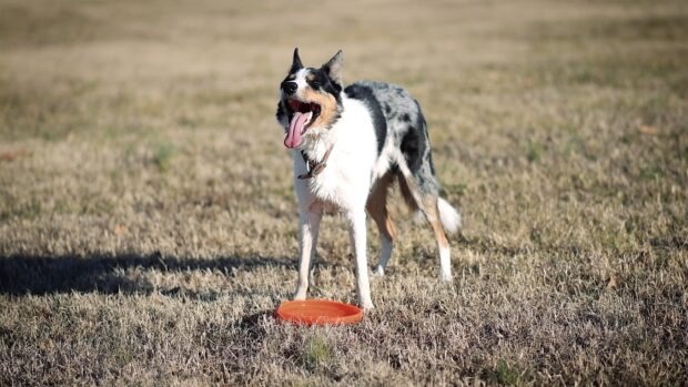 A dog standing on dry grass preparing to catch a frisbee in dog sports wallpapers, 4K Desktop Wallpaper