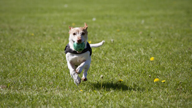 A dog is running fast on the grass holding a green ball in its mouth during a sport activity, 2K Desktop Wallpaper