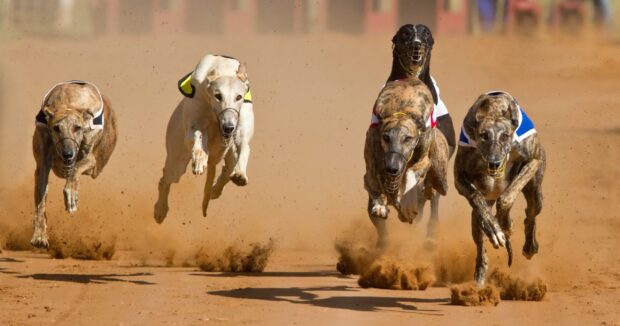 Five greyhounds racing on a dusty track during a dog sports event, 2K Desktop Wallpaper
