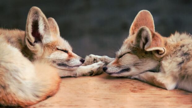 Two fennec foxes resting peacefully with their paws touching on a wooden surface
