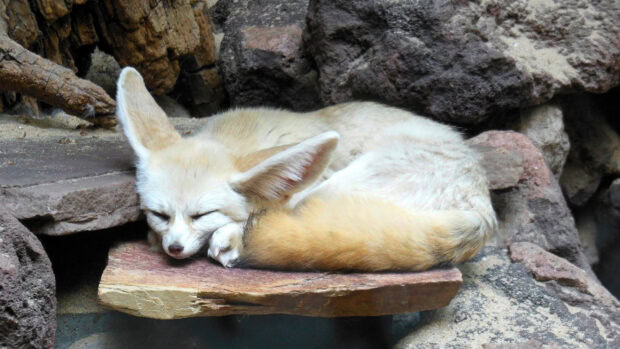 A fennec fox resting peacefully on a rock in its natural habitat surrounded by stones
