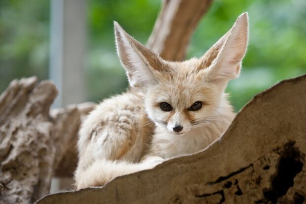 A fennec fox resting on a tree branch with detailed fur and large ears visible