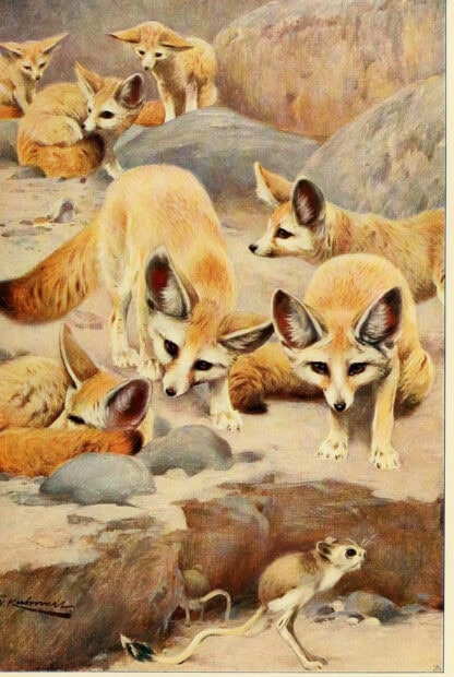 A group of fennec foxes curiously observing a small rodent in a desert setting