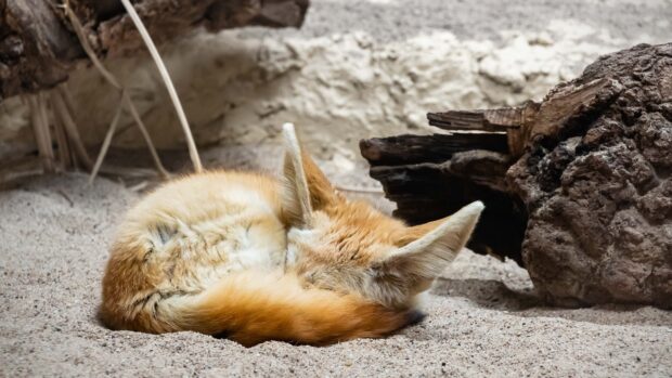 A fennec fox curled up sleeping on sandy ground near a piece of wood
