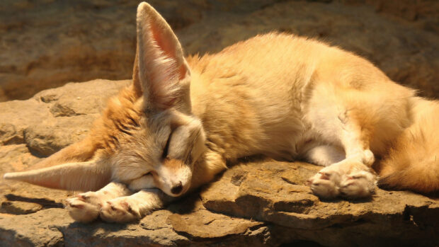 A fennec fox peacefully sleeping on rocky ground with its ears stretched out and eyes closed