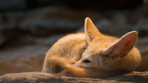 A fennec fox resting curled up with large ears visible on a rocky surface
