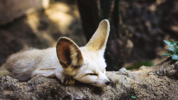 A fennec fox resting peacefully on rocky ground with large ears visible