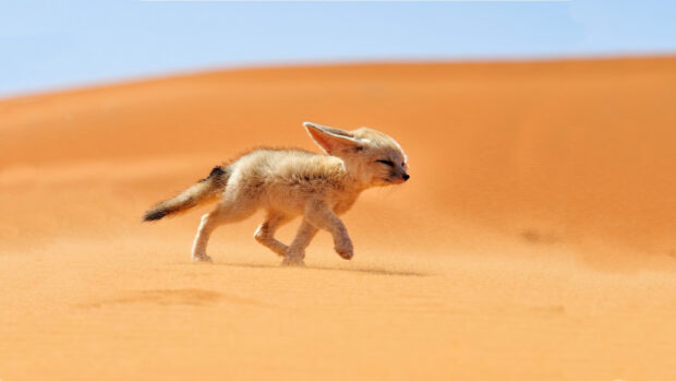 A young fennec fox walking across sandy desert dunes with eyes closed in bright sunlight
