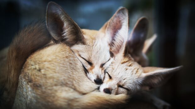 Two fennec foxes sleeping closely together showing their soft fur and large ears