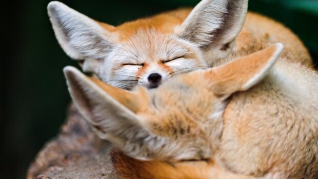 A fennec fox resting peacefully with its eyes closed surrounded by another fox's ears