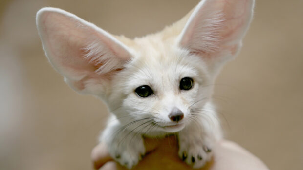 Close up of fennec fox with large ears being held gently in hand