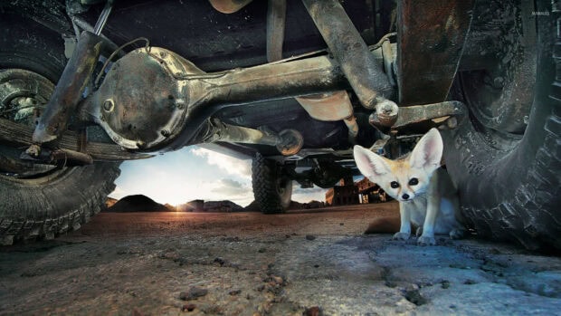 A curious fennec fox peeking from under a rusty vehicle in a desert setting