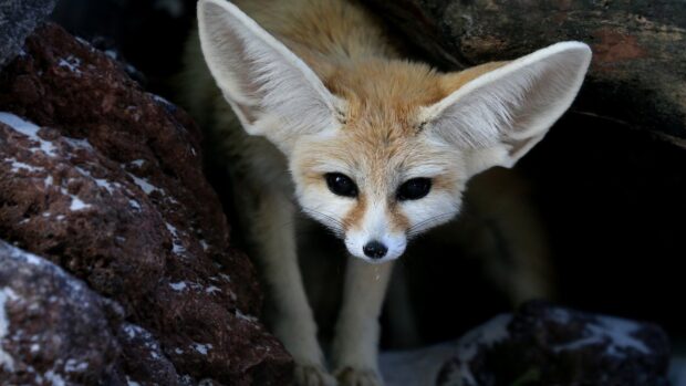 A fennec fox peeking out from behind rocks with large ears visible