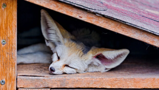 A fennec fox resting peacefully inside a wooden shelter with its eyes closed