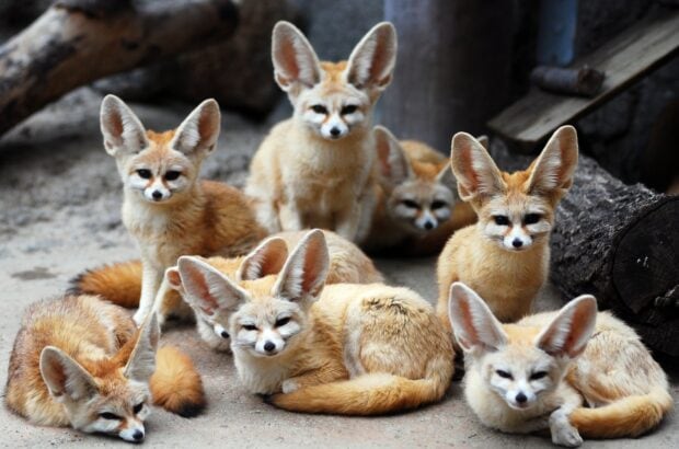 A group of fennec foxes resting together in a natural enclosure