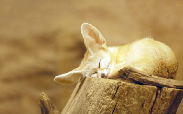 Sleeping fennec fox resting on a wooden log in a calm environment