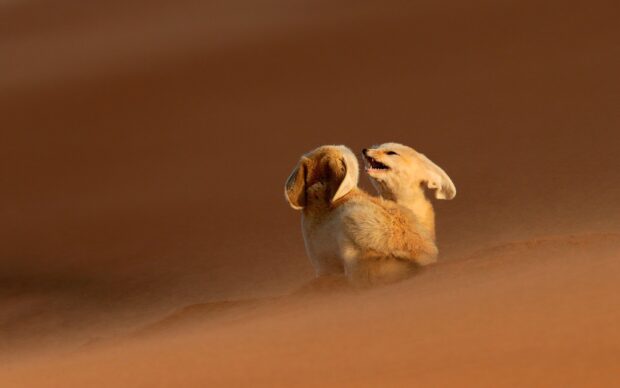 Two fennec foxes playing together in the sandy desert environment