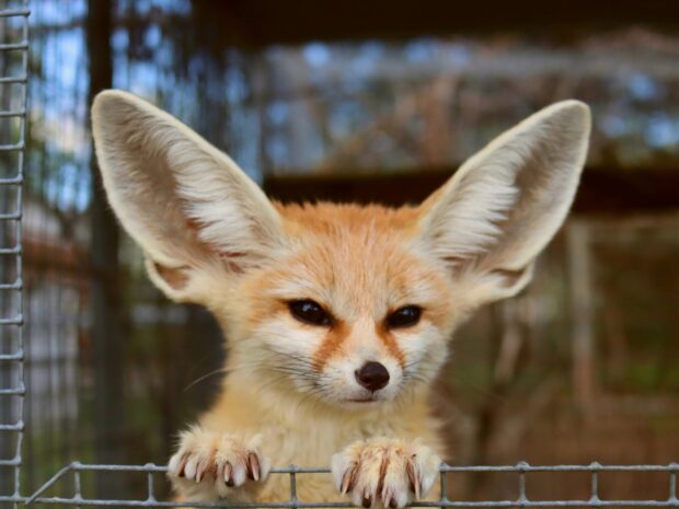 A close up of a fennec fox with large ears peeking over a wire fence in a natural setting