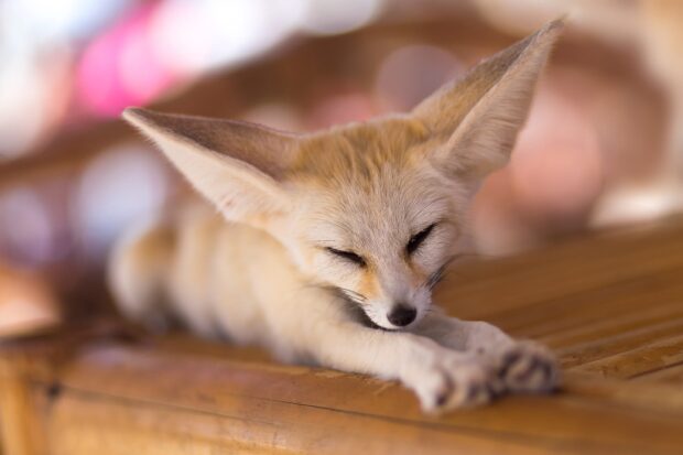 A fennec fox resting peacefully with eyes closed on a wooden surface